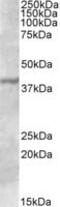 Transcription Factor B1, Mitochondrial antibody, MBS421689, MyBioSource, Western Blot image 