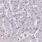 Zinc Finger Protein 483 antibody, NBP2-31592, Novus Biologicals, Immunohistochemistry frozen image 