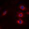 Myosin Phosphatase Rho Interacting Protein antibody, orb224083, Biorbyt, Immunofluorescence image 