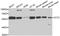 Chaperonin Containing TCP1 Subunit 2 antibody, A6546, ABclonal Technology, Western Blot image 