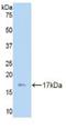 Laminin Subunit Gamma 3 antibody, LS-C295091, Lifespan Biosciences, Western Blot image 