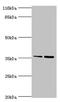 Complement Factor H Related 2 antibody, CSB-PA13817A0Rb, Cusabio, Western Blot image 