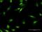 M-Phase Phosphoprotein 8 antibody, H00054737-B01P, Novus Biologicals, Immunofluorescence image 