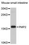 Peripheral Myelin Protein 2 antibody, STJ111450, St John