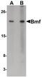 Bcl2 Modifying Factor antibody, PA5-20002, Invitrogen Antibodies, Western Blot image 