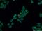 DRF3 antibody, 14342-1-AP, Proteintech Group, Immunofluorescence image 