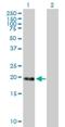 Methyl-CpG Binding Domain Protein 3 Like 1 antibody, H00085509-B01P, Novus Biologicals, Western Blot image 