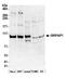GRIP1 Associated Protein 1 antibody, A304-897A, Bethyl Labs, Western Blot image 
