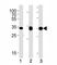 Cyclin D1 antibody, F52187-0.4ML, NSJ Bioreagents, Western Blot image 