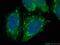 Mitochondrial Ribosomal Protein L39 antibody, 28165-1-AP, Proteintech Group, Immunofluorescence image 