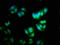 DNA-binding protein inhibitor ID-2 antibody, LS-C317872, Lifespan Biosciences, Immunofluorescence image 