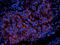 CD38 Molecule antibody, orb10319, Biorbyt, Immunofluorescence image 