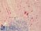 Potassium Two Pore Domain Channel Subfamily K Member 12 antibody, LS-B9547, Lifespan Biosciences, Immunohistochemistry frozen image 