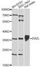 Deleted in azoospermia-like antibody, LS-C748985, Lifespan Biosciences, Western Blot image 