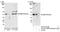RB Binding Protein 4, Chromatin Remodeling Factor antibody, NB100-60399, Novus Biologicals, Western Blot image 