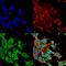 Disks large homolog 3 antibody, MA5-27707, Invitrogen Antibodies, Immunofluorescence image 