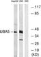 Ubiquitin Like Modifier Activating Enzyme 5 antibody, TA315811, Origene, Western Blot image 