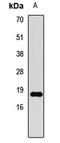 Histone H3.1t antibody, LS-C668837, Lifespan Biosciences, Western Blot image 