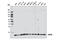 Ubiquitin Conjugating Enzyme E2 N antibody, 6999S, Cell Signaling Technology, Western Blot image 
