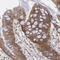 FAT Atypical Cadherin 1 antibody, HPA001869, Atlas Antibodies, Immunohistochemistry frozen image 