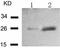 Heat Shock Protein Family B (Small) Member 1 antibody, TA321366, Origene, Western Blot image 