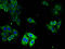 Ryanodine Receptor 1 antibody, A52748-100, Epigentek, Immunofluorescence image 