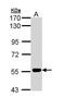 Membrane Palmitoylated Protein 2 antibody, PA5-29311, Invitrogen Antibodies, Western Blot image 