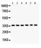 Heme Oxygenase 2 antibody, LS-C344064, Lifespan Biosciences, Western Blot image 