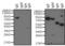 Human IgE antibody, A18801, Invitrogen Antibodies, Western Blot image 