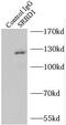S1 RNA Binding Domain 1 antibody, FNab08214, FineTest, Immunoprecipitation image 