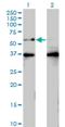BTB Domain Containing 9 antibody, H00114781-M01, Novus Biologicals, Western Blot image 