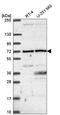 UTP6 Small Subunit Processome Component antibody, HPA055806, Atlas Antibodies, Western Blot image 