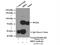 Bardet-Biedl Syndrome 2 antibody, 11188-2-AP, Proteintech Group, Immunoprecipitation image 