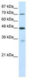 Cysteinyl-tRNA synthetase, cytoplasmic antibody, TA345737, Origene, Western Blot image 