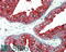 Engulfment And Cell Motility 3 antibody, 45-532, ProSci, Immunohistochemistry frozen image 