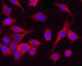 Cyclin Dependent Kinase 1 antibody, 626901, BioLegend, Immunofluorescence image 