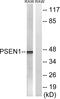 Presenilin 1 antibody, LS-C199497, Lifespan Biosciences, Western Blot image 