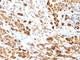 S100 Calcium Binding Protein A1 antibody, V9077-100UG, NSJ Bioreagents, Flow Cytometry image 