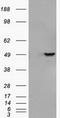 GFAP antibody, LS-C784181, Lifespan Biosciences, Western Blot image 