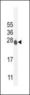 ATPase H+ Transporting V0 Subunit C antibody, PA5-23972, Invitrogen Antibodies, Western Blot image 