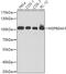 Heat shock protein HSP 90-alpha antibody, 15-028, ProSci, Western Blot image 