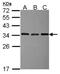 Exosome Component 3 antibody, NBP2-16392, Novus Biologicals, Western Blot image 