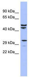 Mitochondrial Ribosomal Protein S15 antibody, TA345421, Origene, Western Blot image 