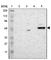 Zinc Finger Protein 670 antibody, HPA003142, Atlas Antibodies, Western Blot image 