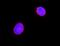 lamin A antibody, PB9280, Boster Biological Technology, Immunofluorescence image 