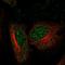 Zinc Finger Protein 594 antibody, HPA060283, Atlas Antibodies, Immunofluorescence image 