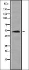 FPS antibody, orb337050, Biorbyt, Western Blot image 