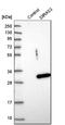 DIRAS Family GTPase 3 antibody, HPA028483, Atlas Antibodies, Western Blot image 