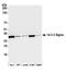 14-3-3 sigma antibody, A301-648A, Bethyl Labs, Western Blot image 
