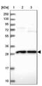 Occludin/ELL Domain Containing 1 antibody, NBP2-48759, Novus Biologicals, Western Blot image 